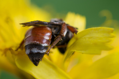 Epeoloides coecutiens