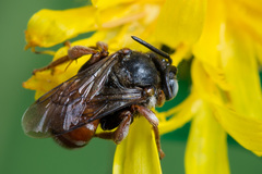 Epeoloides coecutiens