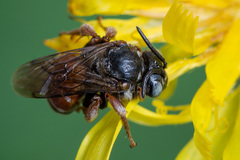 Epeoloides coecutiens