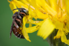 Epeoloides coecutiens