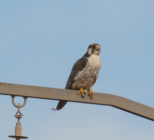 Lanner Falcon (Falco biarmicus), photo 4