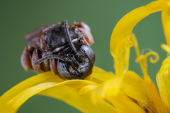Epeoloides coecutiens