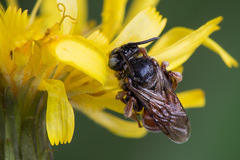 Epeoloides coecutiens