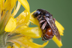 Epeoloides coecutiens