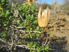 Pteronia adenocarpa