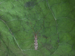 Discobola parvispinula