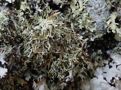 Xanthoparmelia furcata