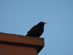 Turdus merula mauritanicus