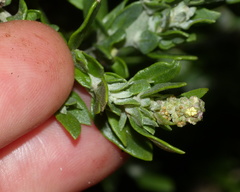 Exomis microphylla