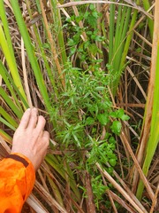 Epilobium pallidiflorum