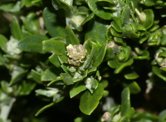 Exomis microphylla