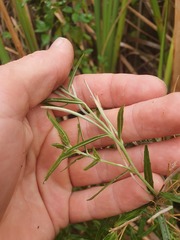 Epilobium pallidiflorum