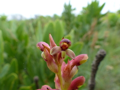 Disa brevicornis