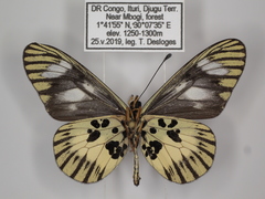 Acraea ntebiae