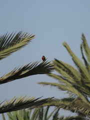 Phoenicurus moussieri