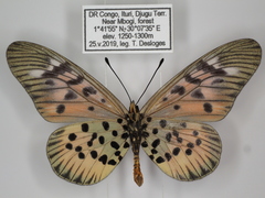 Acraea pharsalus