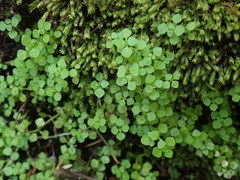 Callitriche muelleri