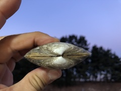 Mactromeris polynyma