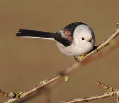 Aegithalos caudatus caudatus