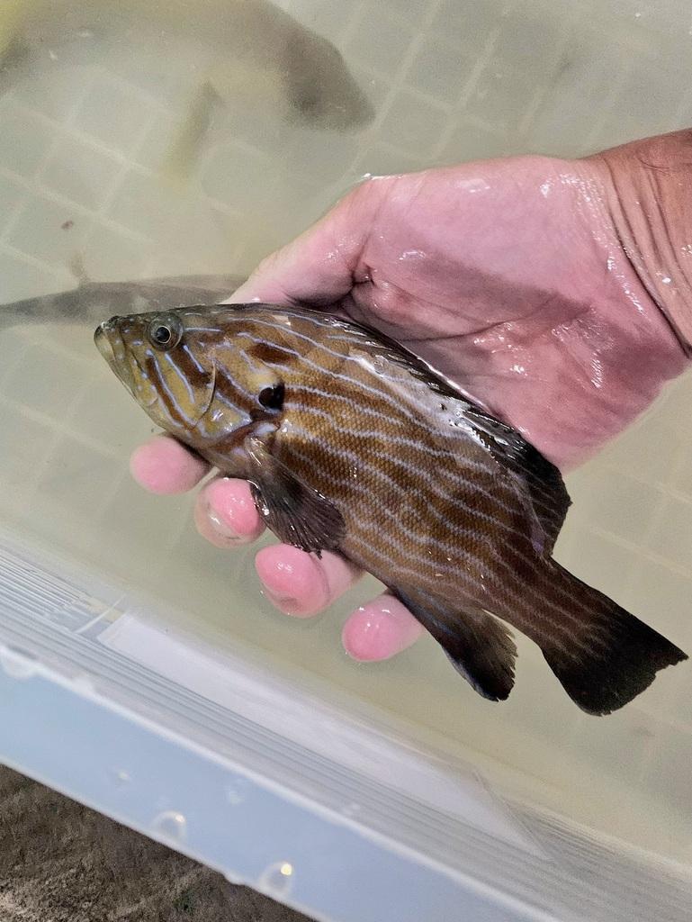 Blue-lined Rock-cod (Cephalopholis formosa)