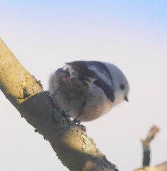 Aegithalos caudatus caudatus