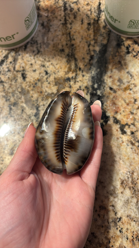 Cypraea maculifera observed 2026-02-28