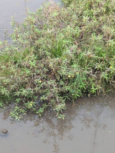 Ludwigia octovalvis observed 2026-02-21