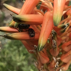 Oxythyrea marginalis