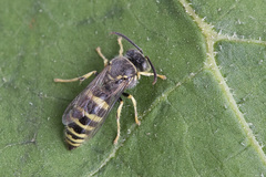 Bembecinus tridens