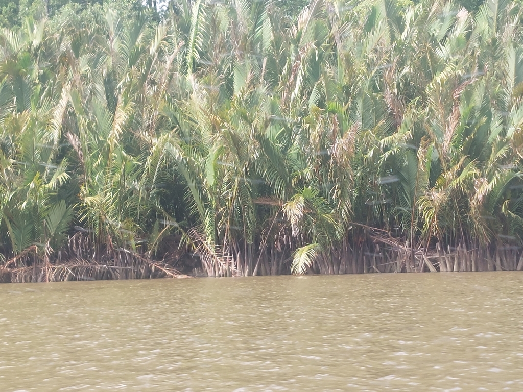 nipah (Nypa fruticans)