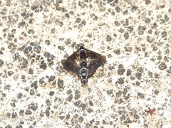 Pseudopenthes hesperis