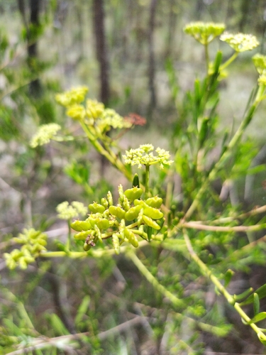 Platysace valida observed 2026-03-01