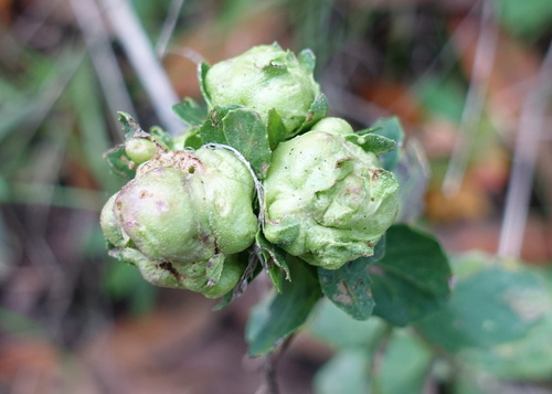 Unknown species found near Contra Costa County, CA, USA