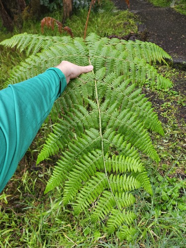 Hypolepis dicksonioides observed 2026-02-28