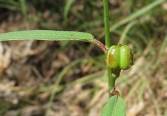 Microstachys chamaelea