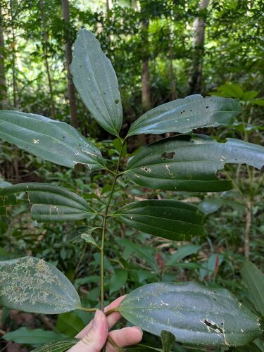 Cinnamomum verum observed 2026-02-26