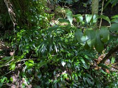 Amydrium zippelianum, photograph (c) Kevin Faccenda, some rights reserved (CC BY)