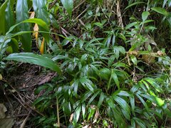 Amydrium zippelianum, photograph (c) Kevin Faccenda, some rights reserved (CC BY)