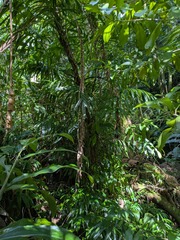 Amydrium zippelianum, photograph (c) Kevin Faccenda, some rights reserved (CC BY)