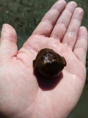 Cryptoconchus porosus