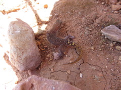 Saurodactylus