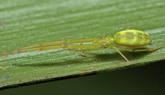 Miagrammopes flavus