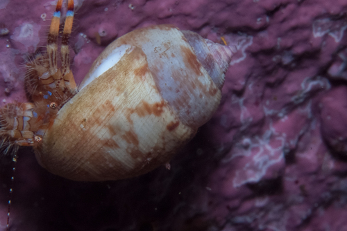 Demoulia ventricosa observed 2026-02-18