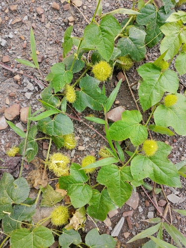 Passiflora vesicaria