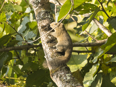 Callosciurus pygerythrus