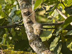 Callosciurus pygerythrus