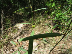 Microstachys chamaelea