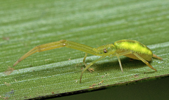 Miagrammopes flavus