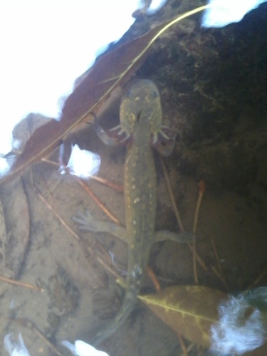 Michoacan Stream Salamander