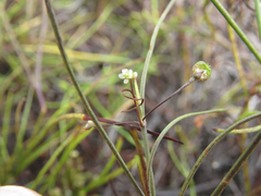 Centella affinis